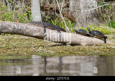 A young alligator suns himself on a log in a funny pose with 2 cooter turtles, Silver Springs State Park, Florida, USA Stock Photo