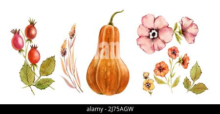 Watercolor floral collection. Autumn plants, pumpkin, berries. Wild flowers: rose hip, briar, leaves, isolated on white background. Hand painted Stock Photo