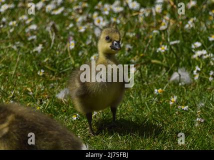 London, UK. 6th May 2022. A newly born greylag gosling in St James's Park. Credit: Vuk Valcic/Alamy Live News