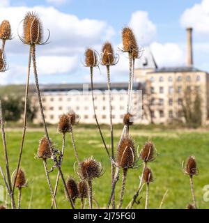 Teasels growing on Ebley Meadows in front of Ebley Mill, a 19th century cloth mill now converted into offices for Stroud District Council, Ebley, Glou Stock Photo