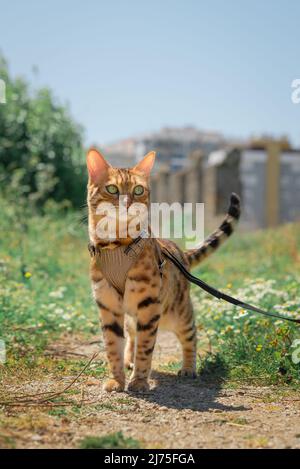 Domestic Bengal cat on a leash during a walk.