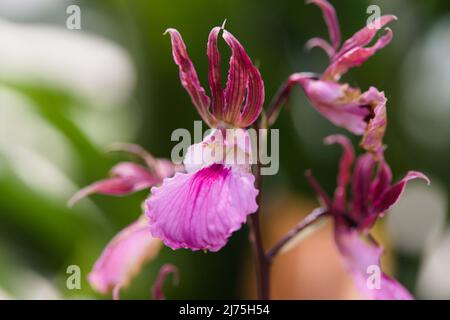 Close-up of an African Orchid , Eulophia euglossa Stock Photo