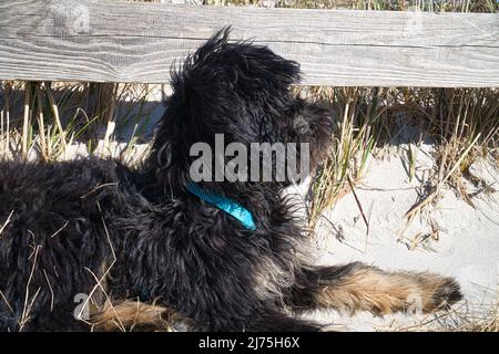 goldendoodle lying on the beach of the Baltic Sea. The dog observes the surroundings. Relaxed lying of the animal Stock Photo