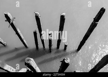 Black and White Seagulls on Pier Posts Stock Photo