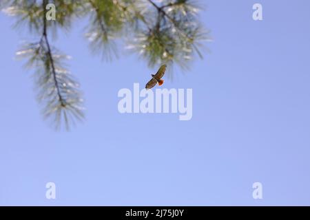 Red tailed hawk flying in a blue sky above evergreen tree branches Stock Photo