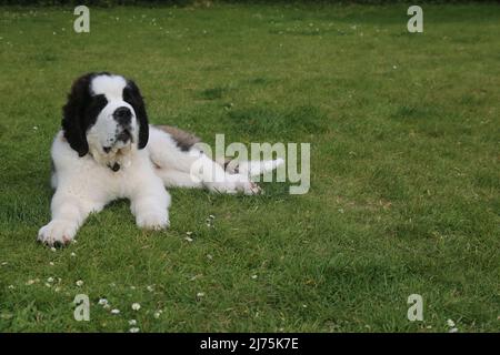 Saint Bernard Puppy 16 weeks old Stock Photo