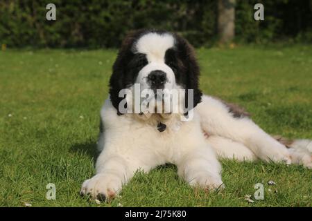 Saint Bernard Puppy 16 weeks old Stock Photo