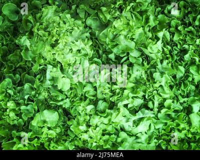 Fresh and green lettuce background texture. Selective focus Stock Photo