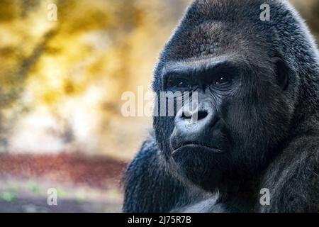 King kong monkey hi-res stock photography and images - Alamy
