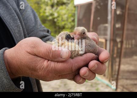 A pair of pigeon chick in fancier hand Stock Photo