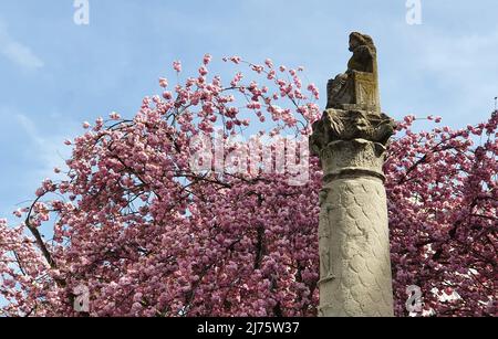 Cherry blossom in old town in Bonn Stock Photo