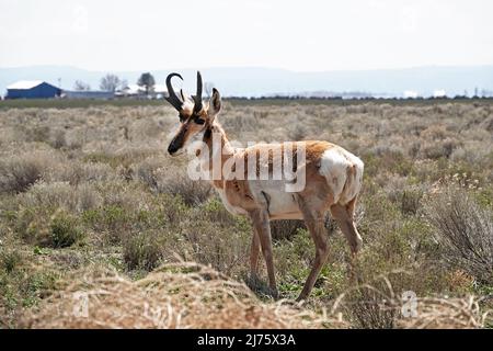 A small herd of American pronghorn antelope, Antilocapra americana, in the open prairie of central Oregon near the tiny community of Fort Rock, Oregon Stock Photo