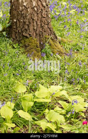 Intimate landscape with Bluebells and Hosta Honeybells, plantain lily 'Honeybells',base of tree anchoring the springtime plant portrait Stock Photo