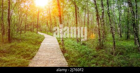 Boardwalk through the Carpathian Birch Forest in the Red Moor in the Hessian Rhön Mountains Stock Photo