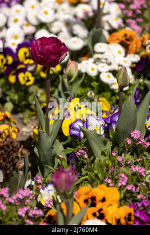 Tulip in colorful flower bed in springtime Stock Photo