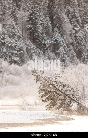 Golden evening light in the Isar meadows between Wallgau and Vorderriss on the Karwendel in winter with snow and light fog. A coniferous tree on the bank of the Isar against bright snow and ice. Stock Photo