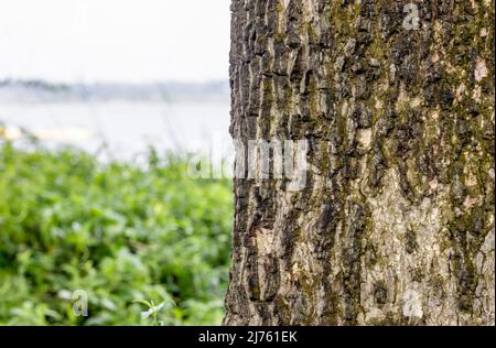 Rugged tree trunk background with copy space beside the urban river Stock Photo