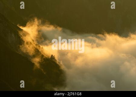 High fog in the Karwendel during golden evening light, a few trees stand in the steep terrain and are illuminated Stock Photo