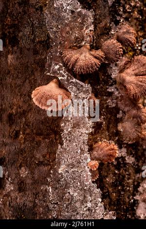 Tree fungi between ice crystals on a log, common split-leaf fungus (Schizophyllum commune) between snow and ice Stock Photo