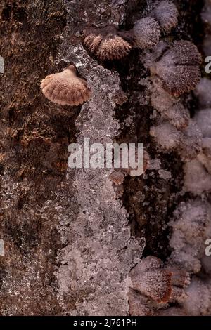 Tree fungi between ice crystals on a log, common split-leaf fungus (Schizophyllum commune) between snow and ice Stock Photo