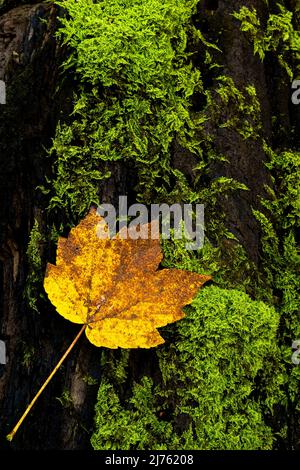 An old dead tree trunk with green moss and on it a colorful maple bat suitable as a background in autumn. Stock Photo