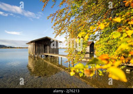 The boat huts on their wooden jetties near Kochel in the Bavarian foothills of the Alps in Lake Kochel with autumn leaves under a blue sky in autumn Stock Photo