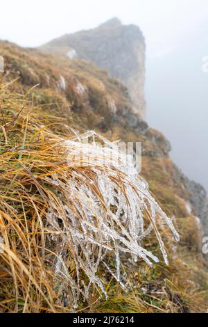 Frozen grass below the Sonnjoch in the Karwendel high in the Alps, close to a precipice during dense fog shine the autumnal colors of nature. Stock Photo