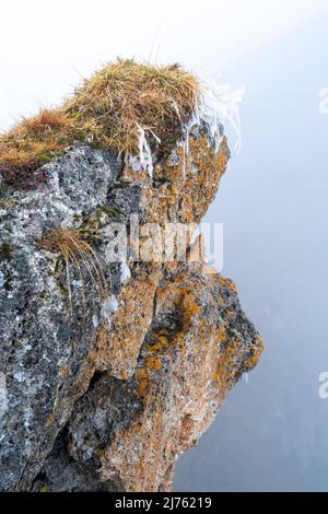 Frozen grass below the Sonnjoch in the Karwendel high in the Alps, close to a precipice during dense fog shine the autumnal colors of nature. Stock Photo