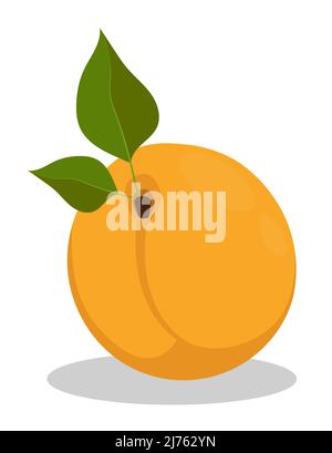 Delicious juicy apricot. Summer fruits on table. Cartoon vector isolated on white background Stock Vector