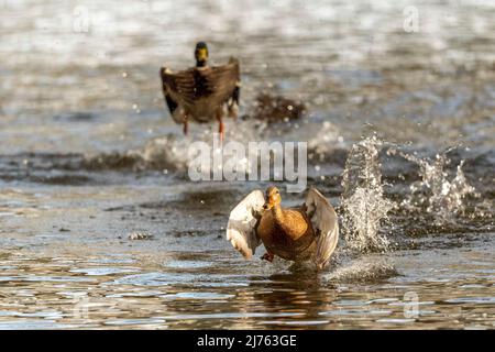 A female mallard is pursued and stalked by a male mallard, fleeing toward the camera Stock Photo