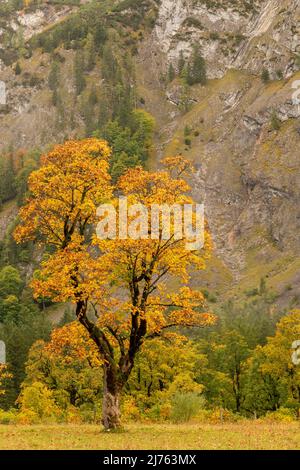 An old and autumn colored maple tree in front of the rock walls of the Gamsjoch in autumn at the Großer Ahornboden near Hinterriss in Karwendel, Tyrol / Austria. Stock Photo