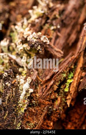 The tiny cup lichen of the algae-fungus symbiosis of Cladonia macilenta on dead wood in the Karwendel mountains Stock Photo