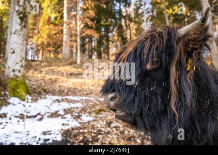 A Scottish Highland cattle with its long and thick coat in portrait, partly photographed from below. Stock Photo