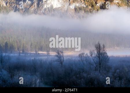Trees and willow bushes on the bank of the Sylvenstein reservoir in the catl shade with deep clouds and covered with hoarfrost. Stock Photo