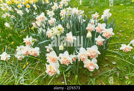 Vivid white, yellow tulips with variegated leaves bloom in a garden in a spring day, beautiful outdoor floral background photographed with soft focus. Stock Photo