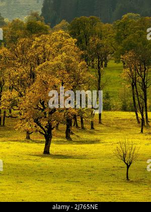 A single relatively young maple tree almost without foliage, in the background older trees with foliage, backlit in cloudy weather at the big maple ground in Tyrol, Austria in the Karwendel near Hinterriss. The autumn leaves shine golden. Stock Photo