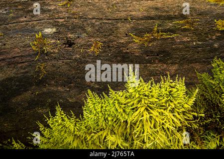 Green moss growing on a dead branch of an old maple tree on the big maple ground in the Karwendel, in the Risstal valley near Hinterriss, Tyrol / Austria. Stock Photo