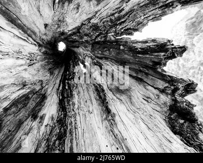 A hollowed out old maple tree at the big maple ground in the Karwendel, in the Alps of Austria photographed from the inside. Above left the opening to the tree crown and right the open bark. Stock Photo