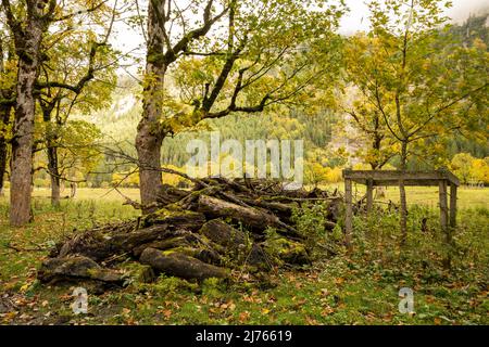 Deadwood sawed together under a maple tree on the large maple ground in the Karwendel, near Hinterriss, Tyrol / Austria. The pile of wood lies between an older maple tree and a new plantation fenced to protect it from grazing cows. Stock Photo