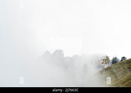 A small maple tree in the Karwendel, above the large maple ground near Hinetrriss, Tyrol / Austria, on a mountainside between clouds and fog, in the background the peaks of the Lalidererwände Stock Photo