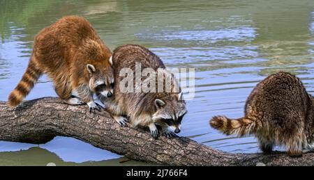 Three common raccoons (Procyon lotor) crossing stream / rivulet over fallen tree trunk, invasive species in Europe, native to North America Stock Photo