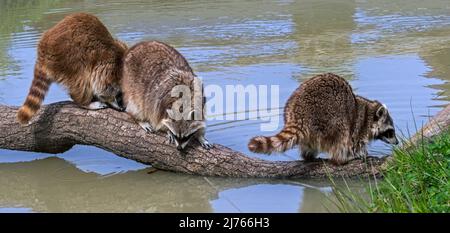 Three common raccoons (Procyon lotor) crossing stream / rivulet over fallen tree trunk, invasive species in Europe, native to North America Stock Photo