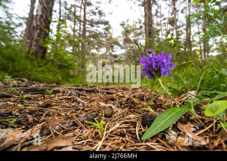 Purple blossom of alpine hellebore in Forchet, the last remaining mountain forest in the Inn Valley, at the edge of a small forest path. Stock Photo