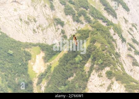 Golden eagle in flight on the walls of Sonnjoch in Karwendel, photographed from above Stock Photo