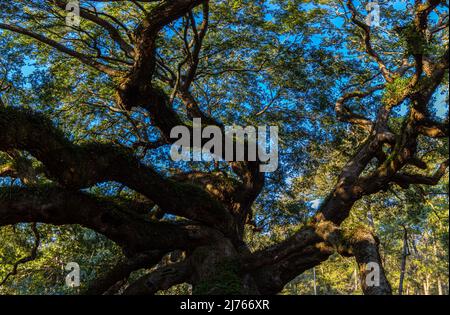 The Angel Oak Tree, Johns Island, Charleston, South Carolina, USA Stock Photo