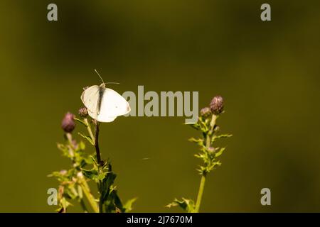 A butterfly called Small Cabbage White on a flower, taken in late summer in the Karwendel mountains Stock Photo