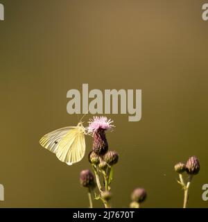 A butterfly called Small Cabbage White on a flower, taken in late summer in the Karwendel mountains Stock Photo