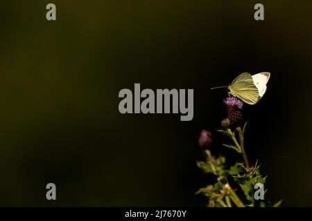 A butterfly called Small Cabbage White on a flower, taken in late summer in the Karwendel mountains Stock Photo