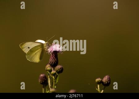 A butterfly called Small Cabbage White on a flower, taken in late summer in the Karwendel mountains Stock Photo