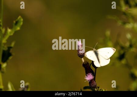 A butterfly called Small Cabbage White on a flower, taken in late summer in the Karwendel mountains Stock Photo